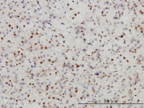 Monoclonal Anti-SAE1 antibody produced in mouse clone 1G4-1G5, purified immunoglobulin, buffered aqueous solution