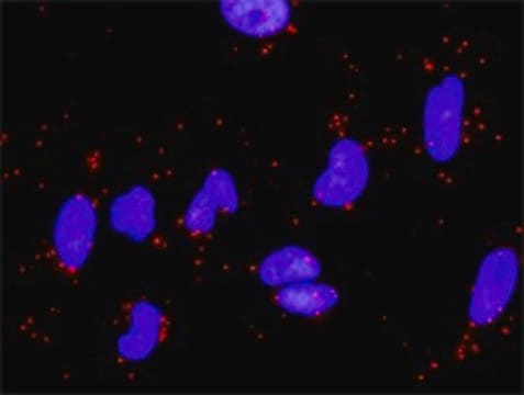 Anti-LAMA5 antibody produced in rabbit purified immunoglobulin, buffered aqueous solution