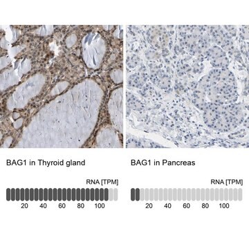 Anti-BAG1 antibody produced in rabbit Prestige Antibodies&#174; Powered by Atlas Antibodies, affinity isolated antibody, buffered aqueous glycerol solution