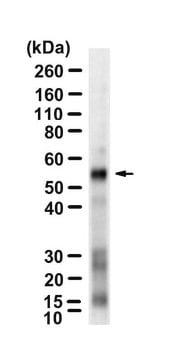 Anti-Granzyme B Antibody, clone 3M4 ZooMAb&#174; Rabbit Monoclonal recombinant, expressed in HEK 293 cells