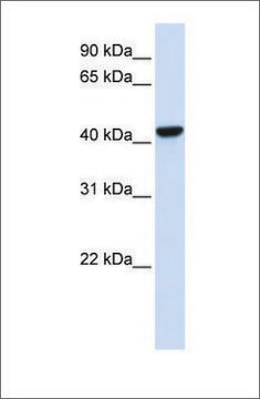 Anti-CTH antibody produced in rabbit affinity isolated antibody