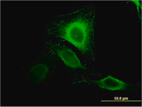 Monoclonal Anti-MIR16 antibody produced in mouse clone 2H6, purified immunoglobulin, buffered aqueous solution