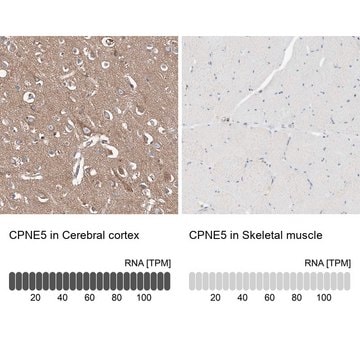 Anti-CPNE5 antibody produced in rabbit Prestige Antibodies&#174; Powered by Atlas Antibodies, affinity isolated antibody, buffered aqueous glycerol solution