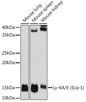 Anti-Ly-6A/E (Sca-1) Antibody, clone 4N5K2, Rabbit Monoclonal