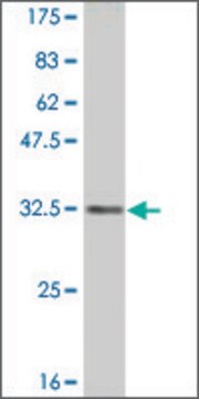 Monoclonal Anti-RETN antibody produced in mouse clone 5E8, purified immunoglobulin, buffered aqueous solution