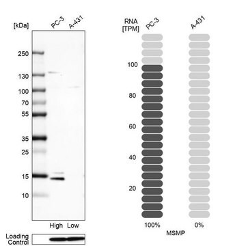 Anti-MSMP antibody produced in rabbit Prestige Antibodies&#174; Powered by Atlas Antibodies, affinity isolated antibody, buffered aqueous glycerol solution