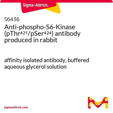 Anti-phospho-S6-Kinase (pThr421/pSer424) antibody produced in rabbit affinity isolated antibody, buffered aqueous glycerol solution