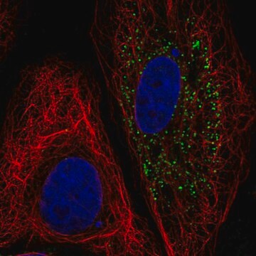 Anti-B4Galt5 Antibody Produced In Rabbit Prestige Antibodies&#174; Powered by Atlas Antibodies, affinity isolated antibody, buffered aqueous glycerol solution