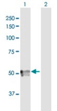 Anti-SPOCK3 antibody produced in mouse purified immunoglobulin, buffered aqueous solution