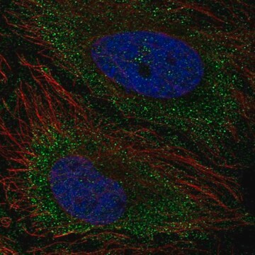 Anti-TNFAIP8L3 antibody produced in rabbit Prestige Antibodies&#174; Powered by Atlas Antibodies, affinity isolated antibody