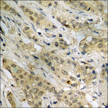 Anti-phospho-p53 (pThr387) antibody produced in rabbit affinity isolated antibody