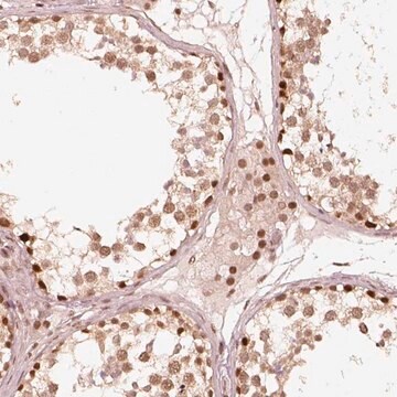 Anti-GMEB2 antibody produced in rabbit Prestige Antibodies&#174; Powered by Atlas Antibodies, affinity isolated antibody