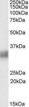 Anti-BST2 antibody produced in goat affinity isolated antibody, buffered aqueous solution