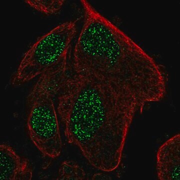 Anti-RPP25L antibody produced in rabbit Prestige Antibodies&#174; Powered by Atlas Antibodies, affinity isolated antibody