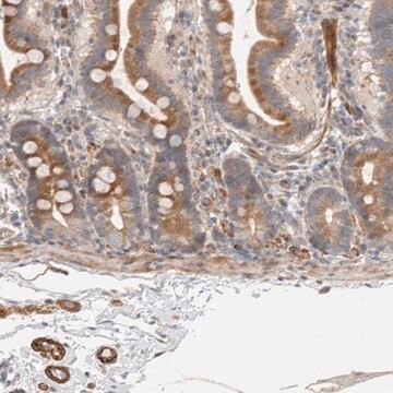 Anti-SIPA1L2 antibody produced in rabbit Prestige Antibodies&#174; Powered by Atlas Antibodies, affinity isolated antibody, buffered aqueous glycerol solution