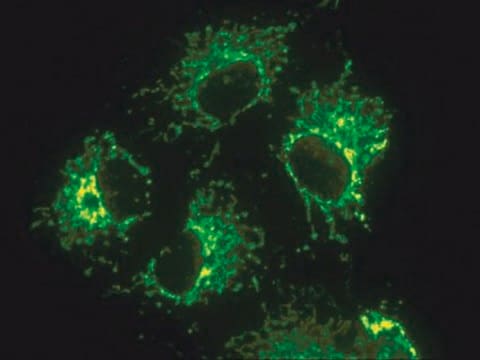 Anticorps anti-mitochondries (surface de mitochondries intactes), clone 113-1 clone 113-1, Chemicon&#174;, from mouse