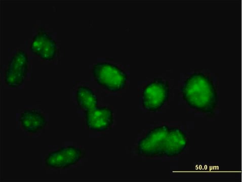 Anti-PRDM15 antibody produced in mouse IgG fraction of antiserum, buffered aqueous solution