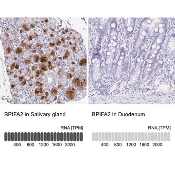 Anti-BPIFA2 antibody produced in rabbit Prestige Antibodies&#174; Powered by Atlas Antibodies, affinity isolated antibody, buffered aqueous glycerol solution