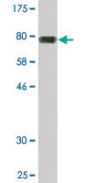 Monoclonal Anti-NFIA antibody produced in mouse clone 1E11, ascites fluid