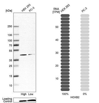 Anti-HOXB2 antibody produced in rabbit Prestige Antibodies&#174; Powered by Atlas Antibodies, affinity isolated antibody