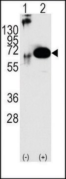 Anti-SHP2 antibody produced in rabbit IgG fraction of antiserum, buffered aqueous solution