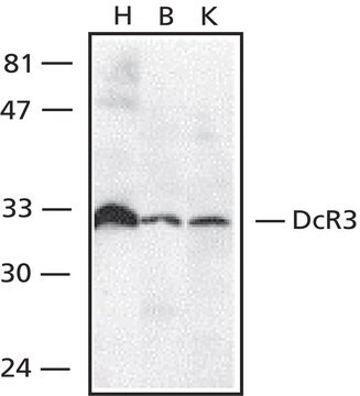 Anti-DcR3 antibody produced in rabbit ~0.5&#160;mg/mL, IgG fraction of antiserum, buffered aqueous solution