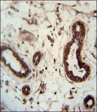 ANTI-KRT82 (CENTER) antibody produced in rabbit IgG fraction of antiserum, buffered aqueous solution