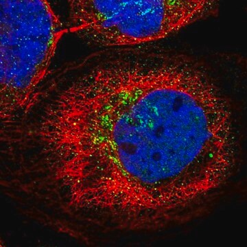 Anti-KCNF1 antibody produced in rabbit Prestige Antibodies&#174; Powered by Atlas Antibodies, affinity isolated antibody, buffered aqueous glycerol solution