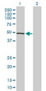 Anti-PRKX antibody produced in rabbit purified immunoglobulin, buffered aqueous solution