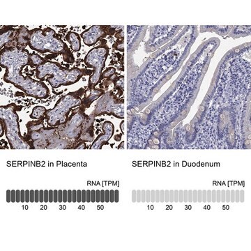 Anti-SERPINB2 antibody produced in rabbit Prestige Antibodies&#174; Powered by Atlas Antibodies, affinity isolated antibody, buffered aqueous glycerol solution