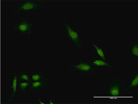 Monoclonal Anti-EEA1, (C-terminal) antibody produced in mouse clone 2G2, purified immunoglobulin, buffered aqueous solution