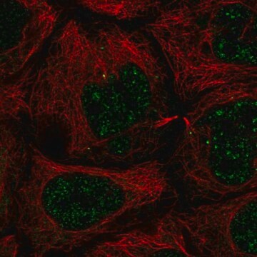 Anti-SLC35A4 antibody produced in rabbit Prestige Antibodies&#174; Powered by Atlas Antibodies, affinity isolated antibody