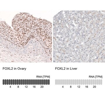 Anti-FOXL2 antibody produced in mouse Prestige Antibodies&#174; Powered by Atlas Antibodies, clone CL12753, purified by using Protein A, buffered aqueous glycerol solution