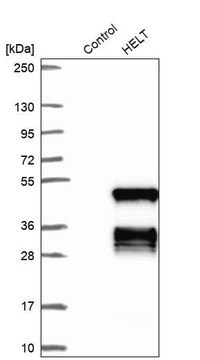 Anti-HELT antibody produced in rabbit Prestige Antibodies&#174; Powered by Atlas Antibodies, affinity isolated antibody, buffered aqueous glycerol solution