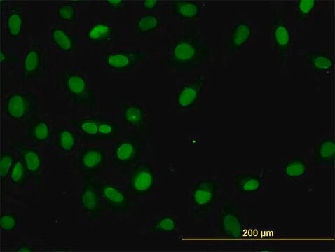 ANTI-HNF4A antibody produced in mouse clone 3C6, purified immunoglobulin, buffered aqueous solution