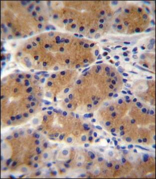 ANTI-PLEKHG3 (C-TERM) antibody produced in rabbit IgG fraction of antiserum, buffered aqueous solution