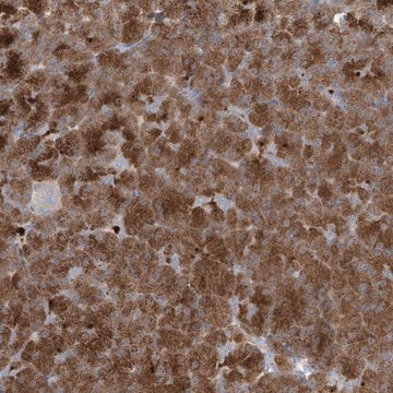 Anti-NAV3 antibody produced in rabbit Prestige Antibodies&#174; Powered by Atlas Antibodies, affinity isolated antibody, buffered aqueous glycerol solution