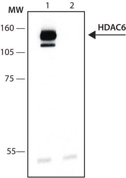 Anti-Histone Deacetylase 6 (HDAC6) antibody produced in rabbit IgG fraction of antiserum, buffered aqueous solution