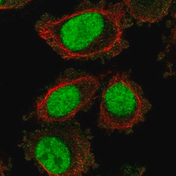 Anti-LONRF3 antibody produced in rabbit Prestige Antibodies&#174; Powered by Atlas Antibodies, affinity isolated antibody, buffered aqueous glycerol solution