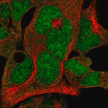 Anti-FBXO7 antibody produced in rabbit Prestige Antibodies&#174; Powered by Atlas Antibodies, affinity isolated antibody