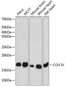 Anti-COX IV Antibody, clone 3P8J2, Rabbit Monoclonal