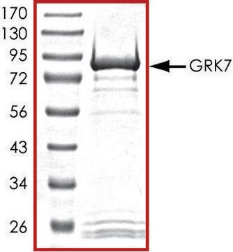 GRK7、活性型、GSTタグ融合 ヒト PRECISIO&#174; Kinase, recombinant, expressed in baculovirus infected Sf9 cells, &#8805;70% (SDS-PAGE), buffered aqueous glycerol solution