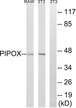 Anti-PIPOX antibody produced in rabbit affinity isolated antibody