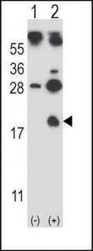 ANTI-HBG1 (CENTER) antibody produced in rabbit IgG fraction of antiserum, buffered aqueous solution