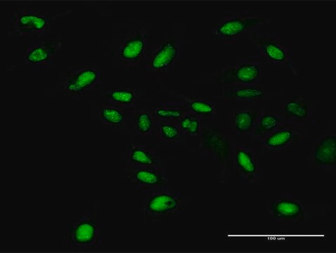 Anti-WDR4 antibody produced in rabbit purified immunoglobulin, buffered aqueous solution