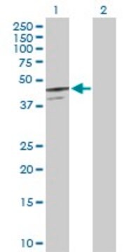 Anti-SERPINB7 antibody produced in rabbit purified immunoglobulin, buffered aqueous solution