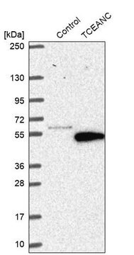 Anti-TCEANC antibody produced in rabbit Prestige Antibodies&#174; Powered by Atlas Antibodies, affinity isolated antibody, buffered aqueous glycerol solution