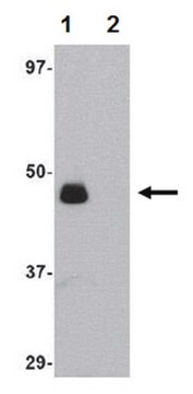 Anti-IL-34 Antibody from rabbit, purified by affinity chromatography