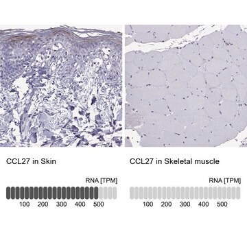 Anti-CCL27 Prestige Antibodies&#174; Powered by Atlas Antibodies, affinity isolated antibody