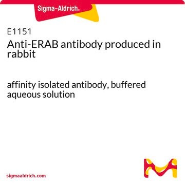 Anti-ERAB antibody produced in rabbit affinity isolated antibody, buffered aqueous solution